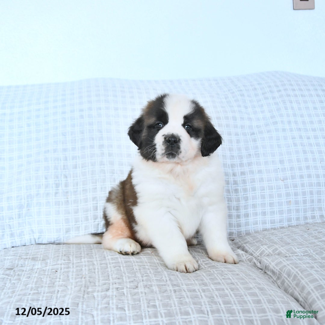 Saint Bernard dogs for sale: Rudolph - Ad 5