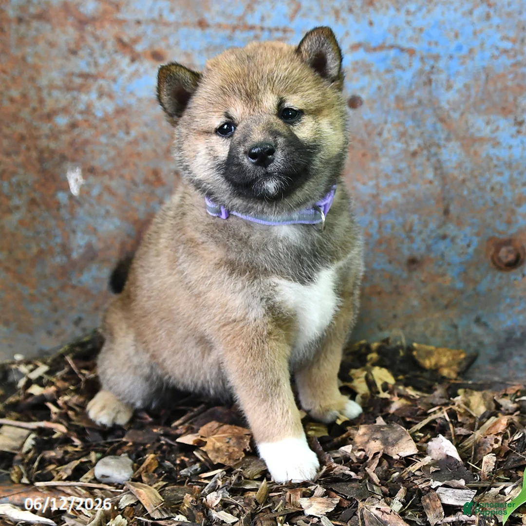 Shiba Inu dogs for sale: Trixie - Ad 1