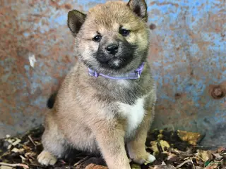 Shiba Inu dogs for sale: Trixie - Ad 4