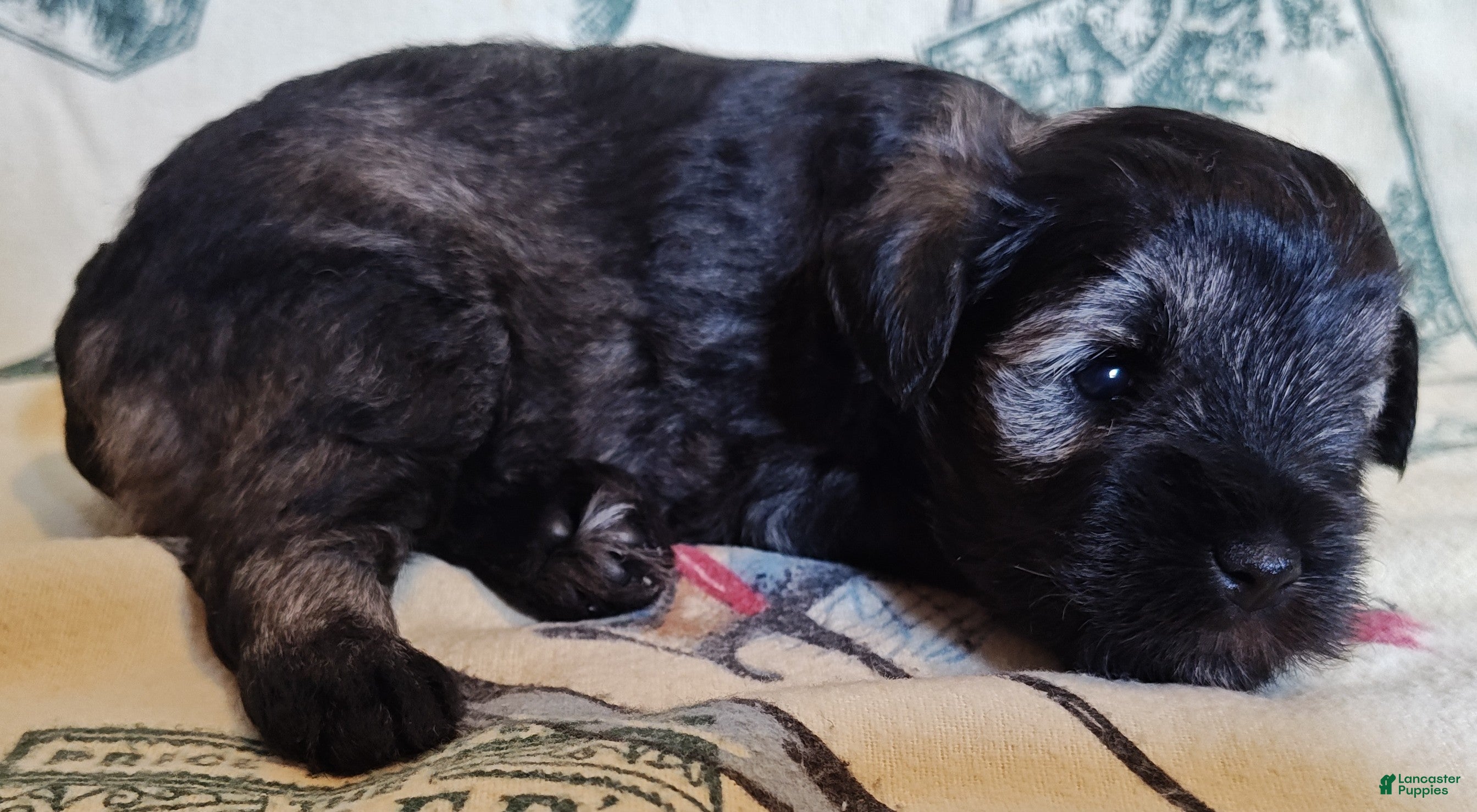 Miniature Schnauzer dogs Girl 1 - Ad 37