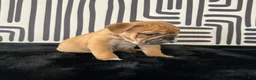 English Bulldog dogs for sale: Nugget - Ad 4