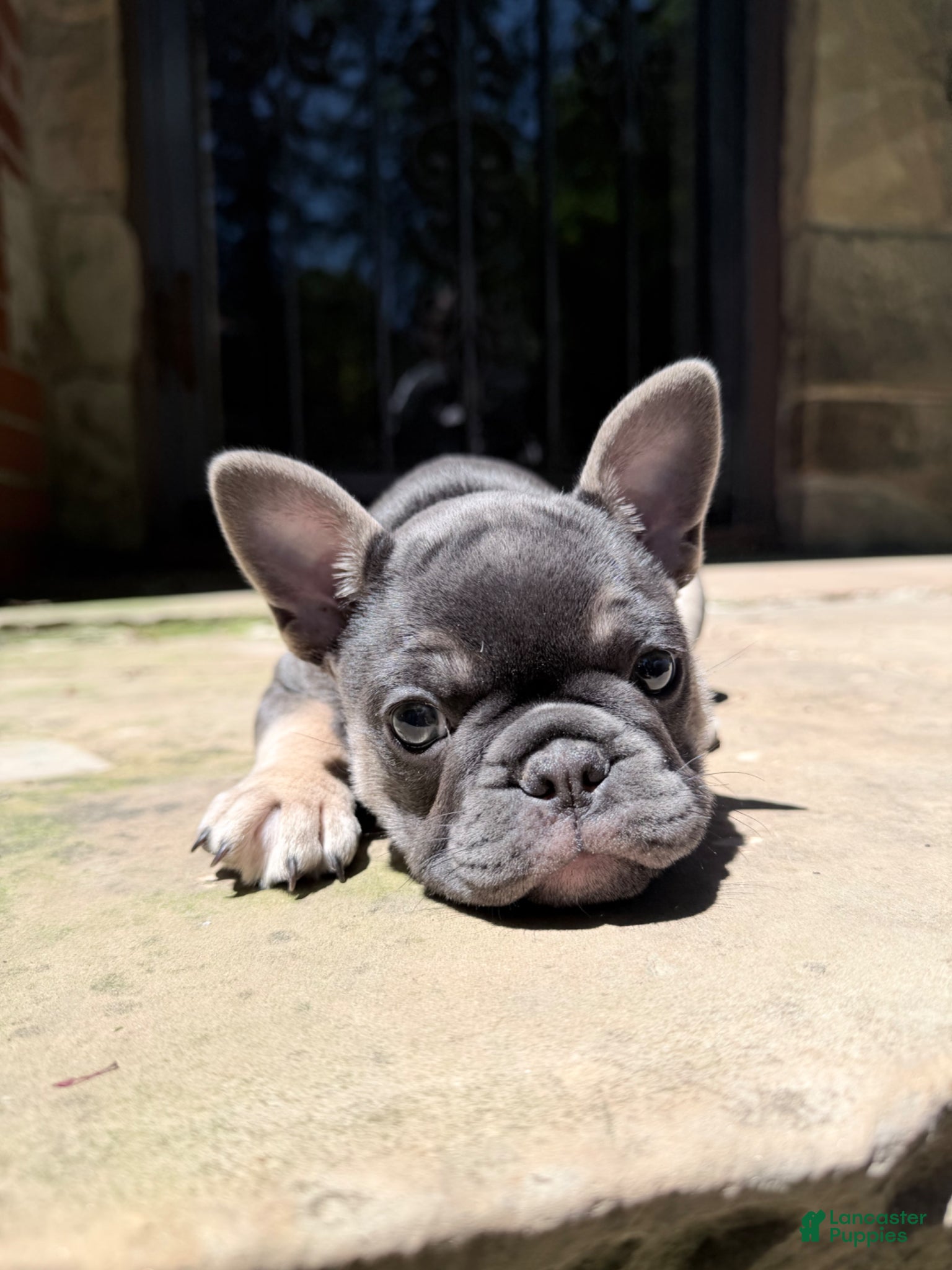 French Bulldog dogs for sale: French Bulldog Female AKC - Ad 2