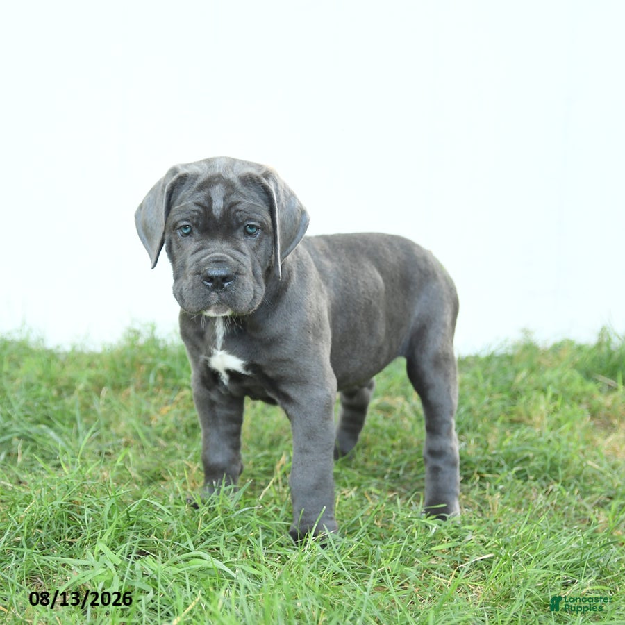 Cane Corso dogs Russell - Ad 2