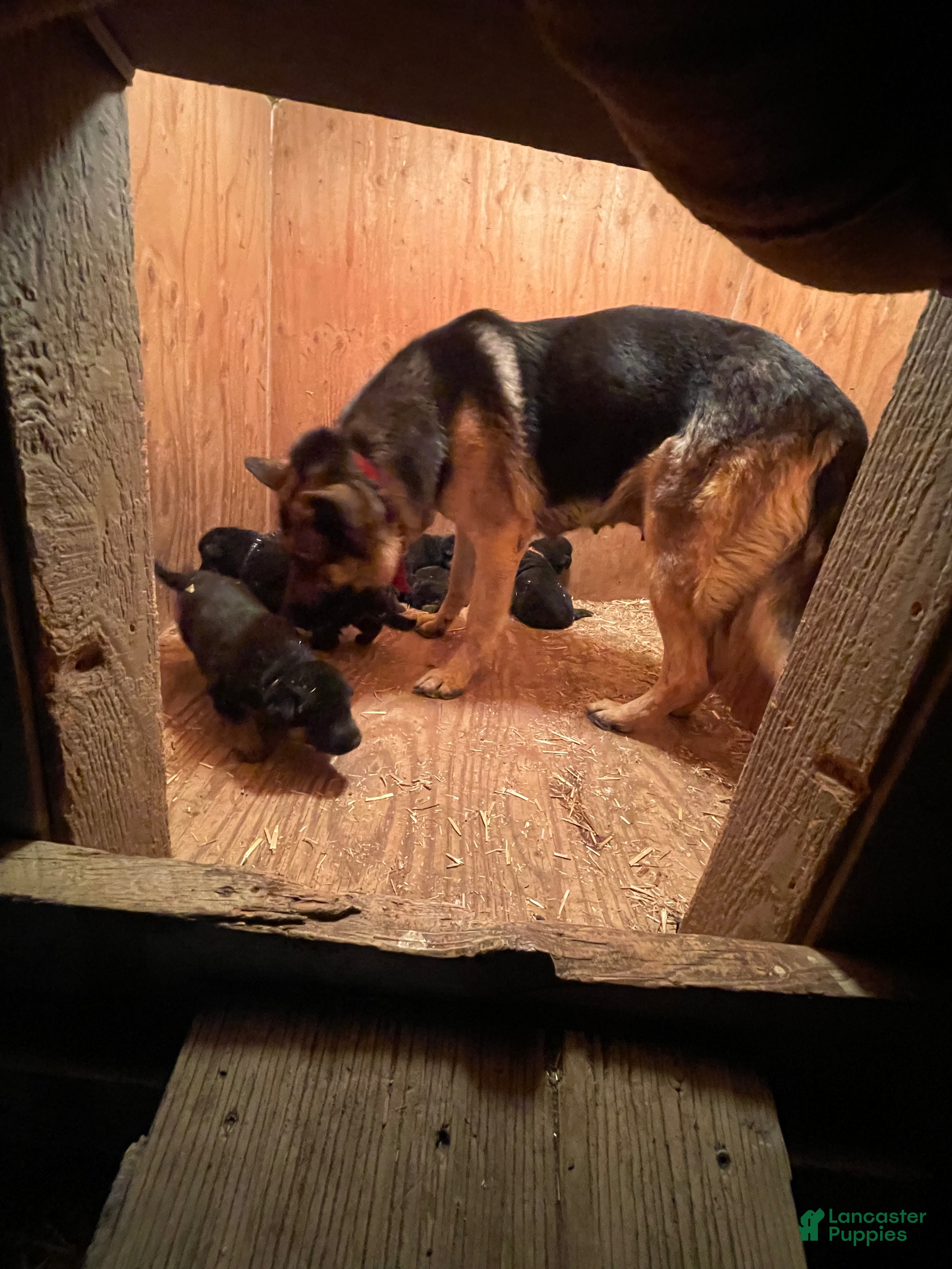 German Shepherd dogs German Shepherd Puppy 5 - Ad 2