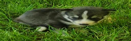 Siberian Husky dogs for sale: Sonya's female 3 - Ad 14