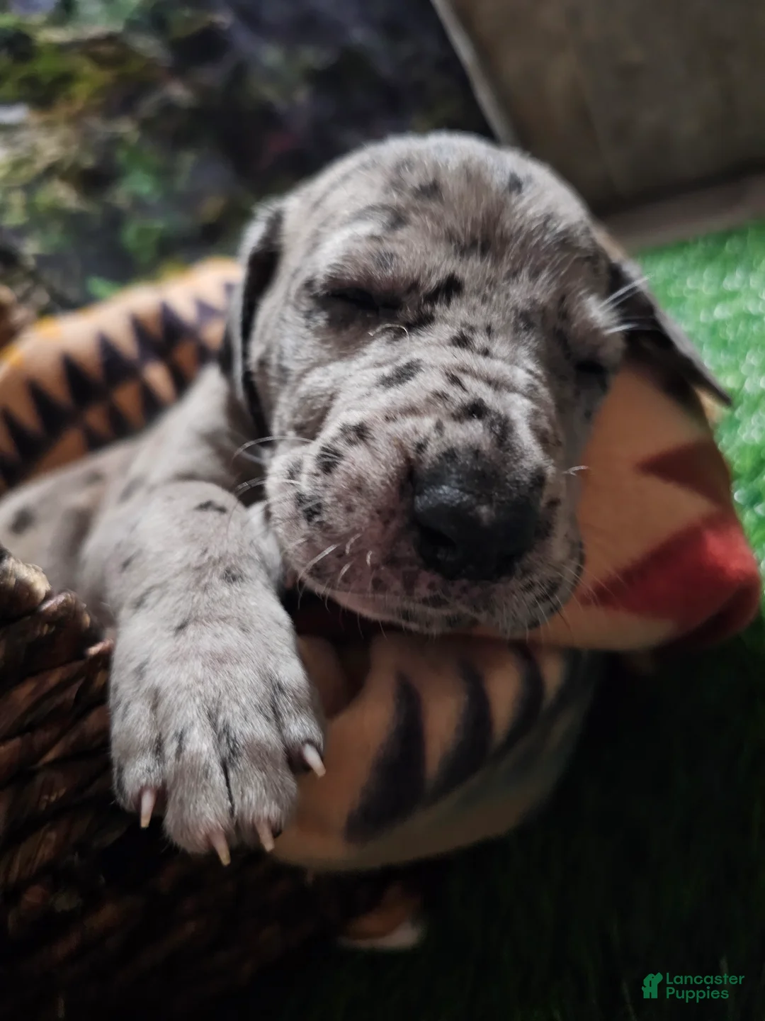 Great Dane dogs for sale: Merle - Ad 1