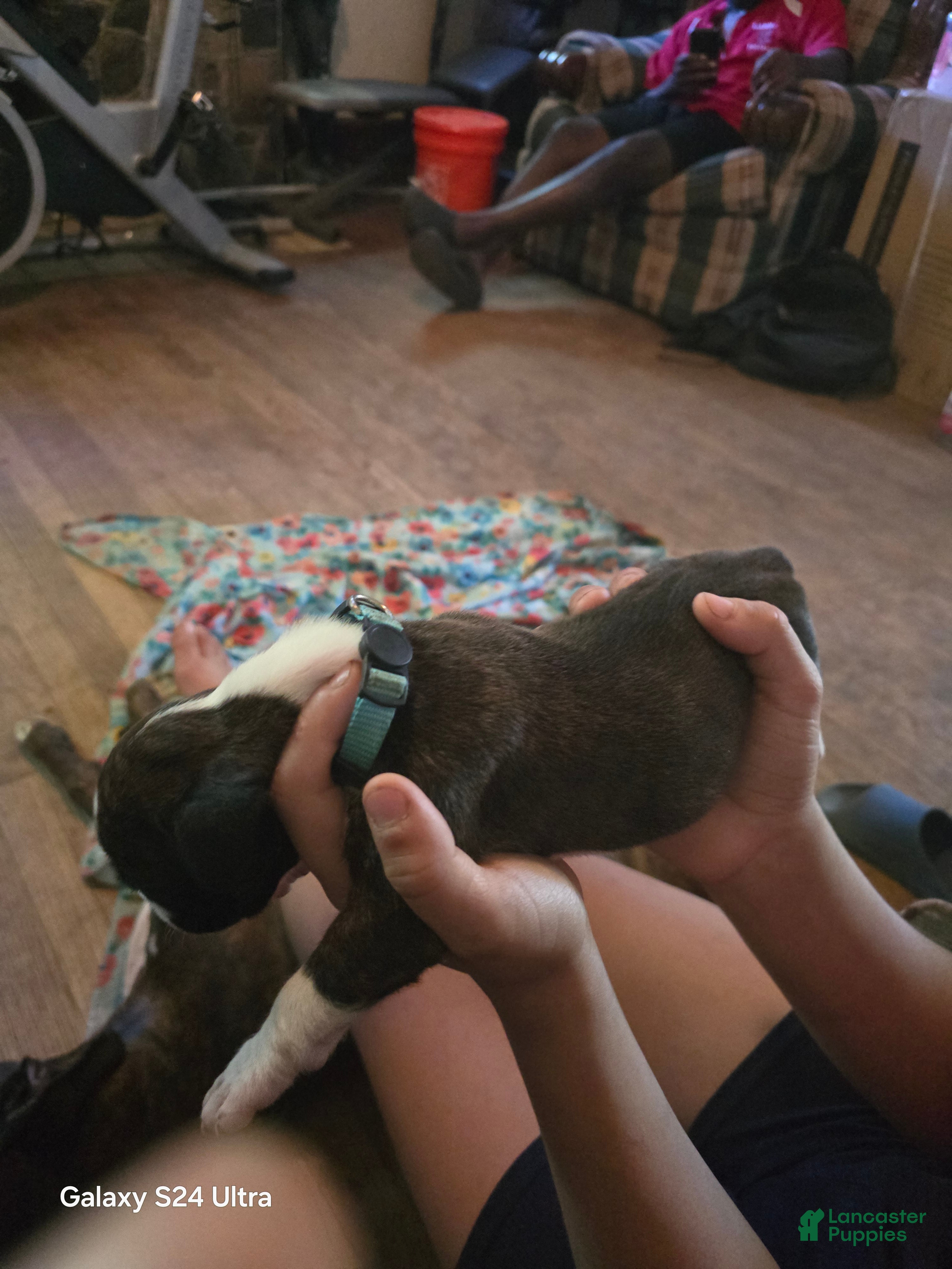 Boxer dogs Boxer Puppy 7 - Ad 2