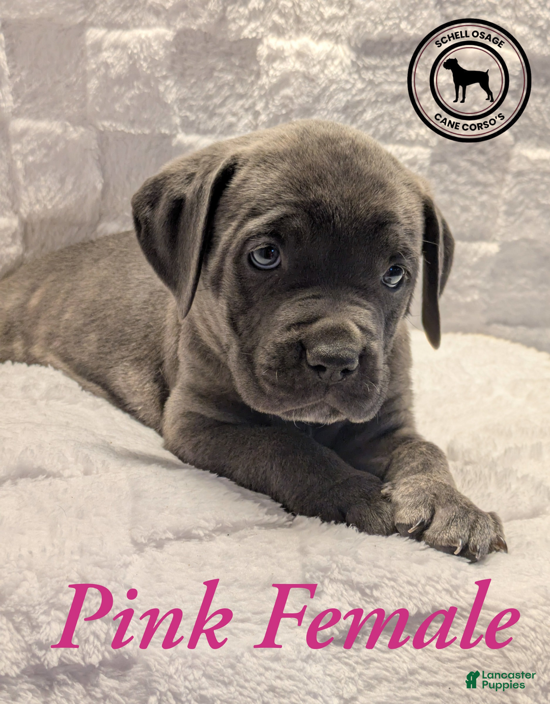 Cane Corso dogs for sale: Pink - Ad 6