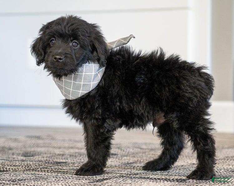 Mini Goldendoodle dogs Mr Miko (Mini) - Ad 2