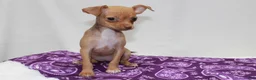 Chihuahua dogs for sale: Chihuahua 4 - Ad 3