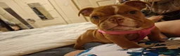 English Bulldog dogs for sale: English Bulldog Puppy 1 - Ad 6