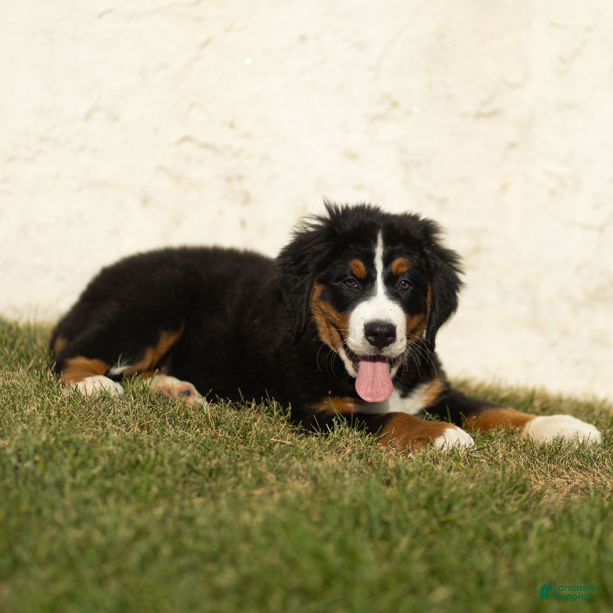 Bernese Mountain Dog dogs Janita Bernese Mountain Dog  - Ad 2