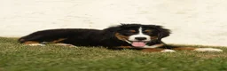 Bernese Mountain Dog dogs for sale: Janita Bernese Mountain Dog  - Ad 2
