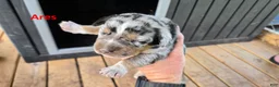 Catahoula Leopard Dog dogs for sale: Ares - Male (blue merle)  - Ad 2