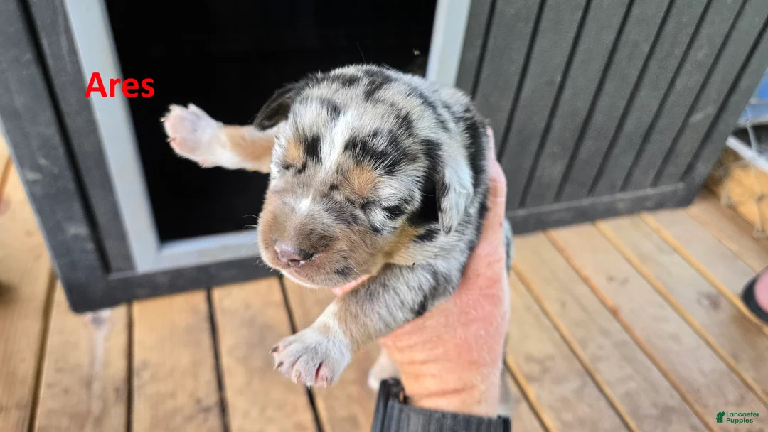 Catahoula Leopard Dog dogs for sale: Ares - Male (blue merle)  - Ad 2