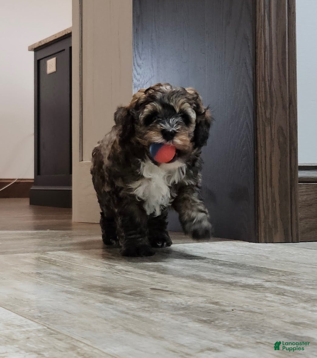 Mini Bernedoodle dogs Captain - Ad 1