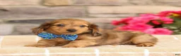 Miniature Dachshund dogs for sale: Marley - Ad 3