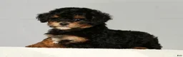 Miniature Poodle dogs for sale: Pepper - Ad 8