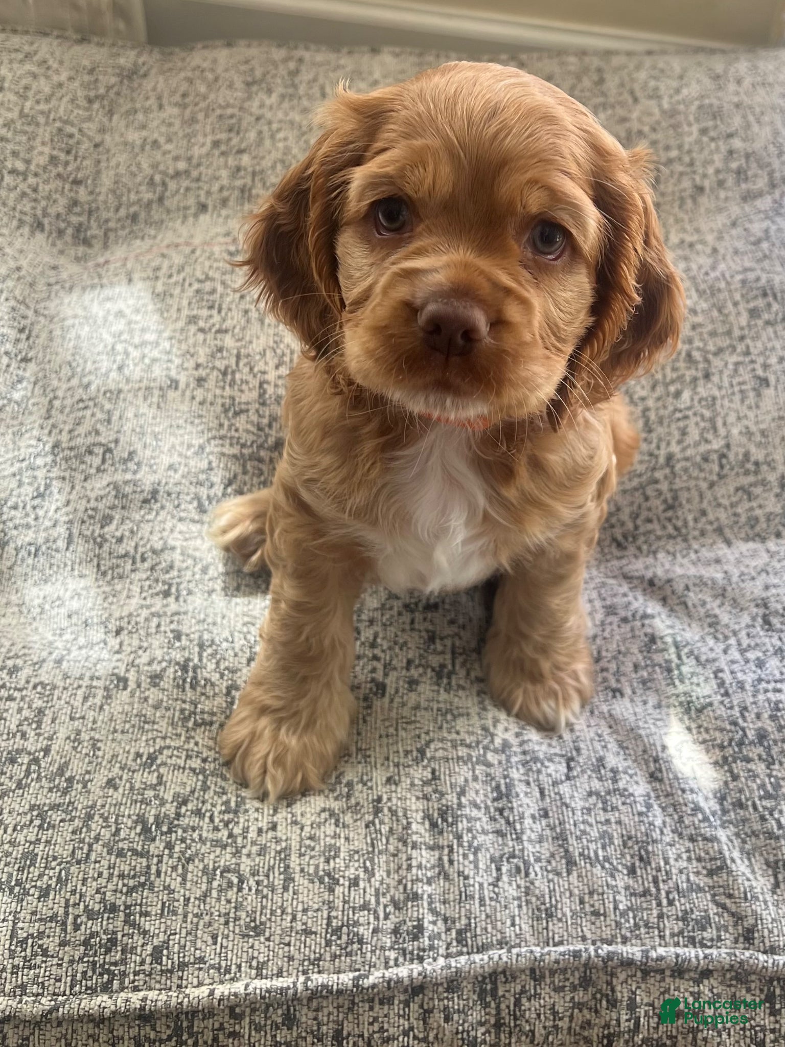 Cocker Spaniel dogs Cocker Spaniel Puppy 3 - Ad 29