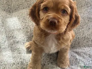 Cocker Spaniel dogs Cocker Spaniel Puppy 3 - Ad 29