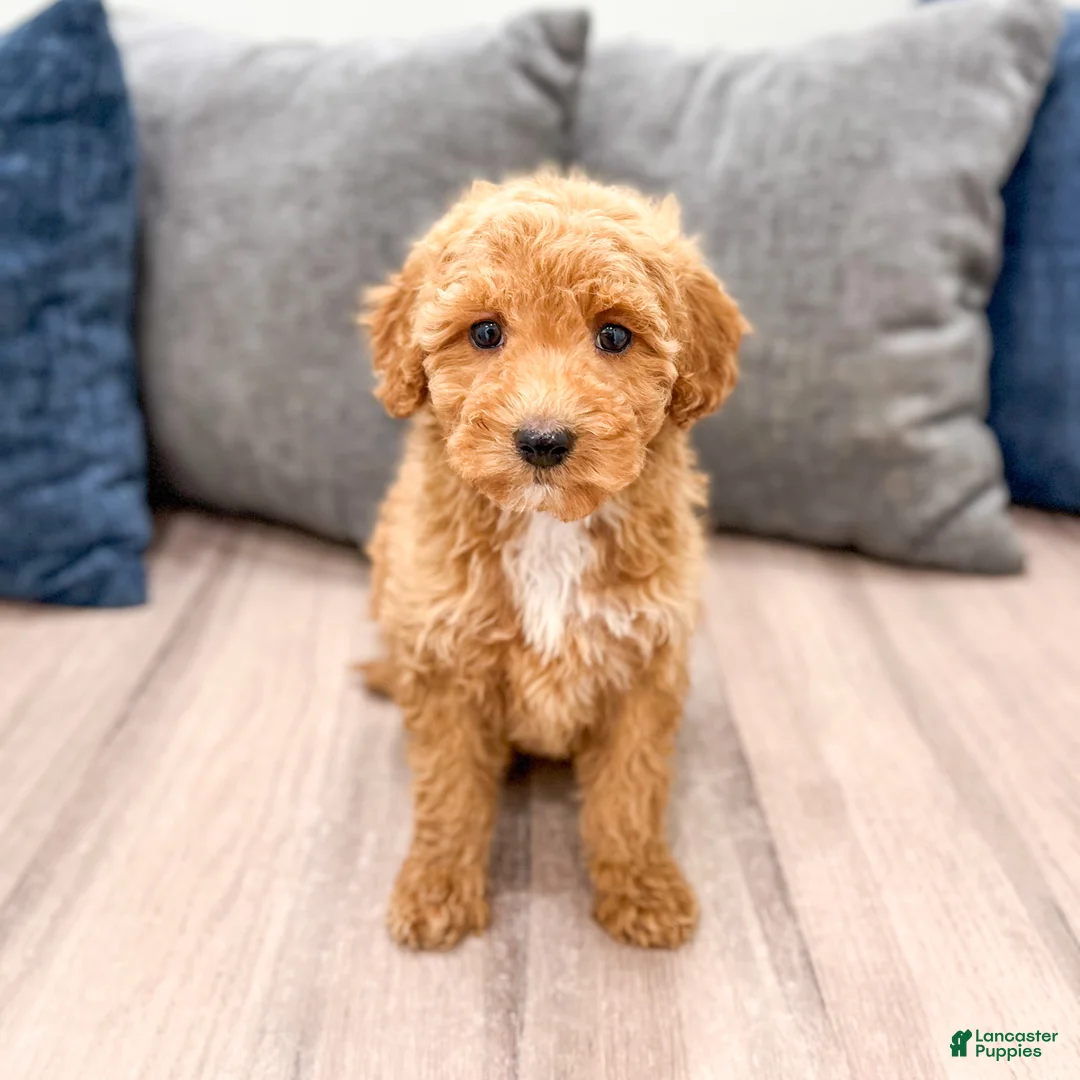 Miniature Labradoodle dogs for sale: Kate - Ad 1