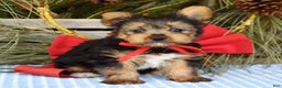 Yorkshire Terrier dogs for sale: Mason - Ad 6