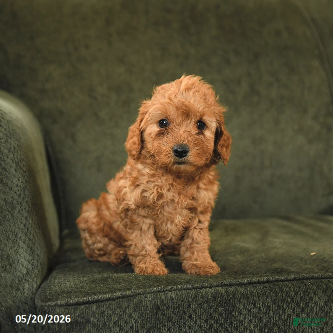 Cockapoo dogs for sale: Hazel - Ad 3