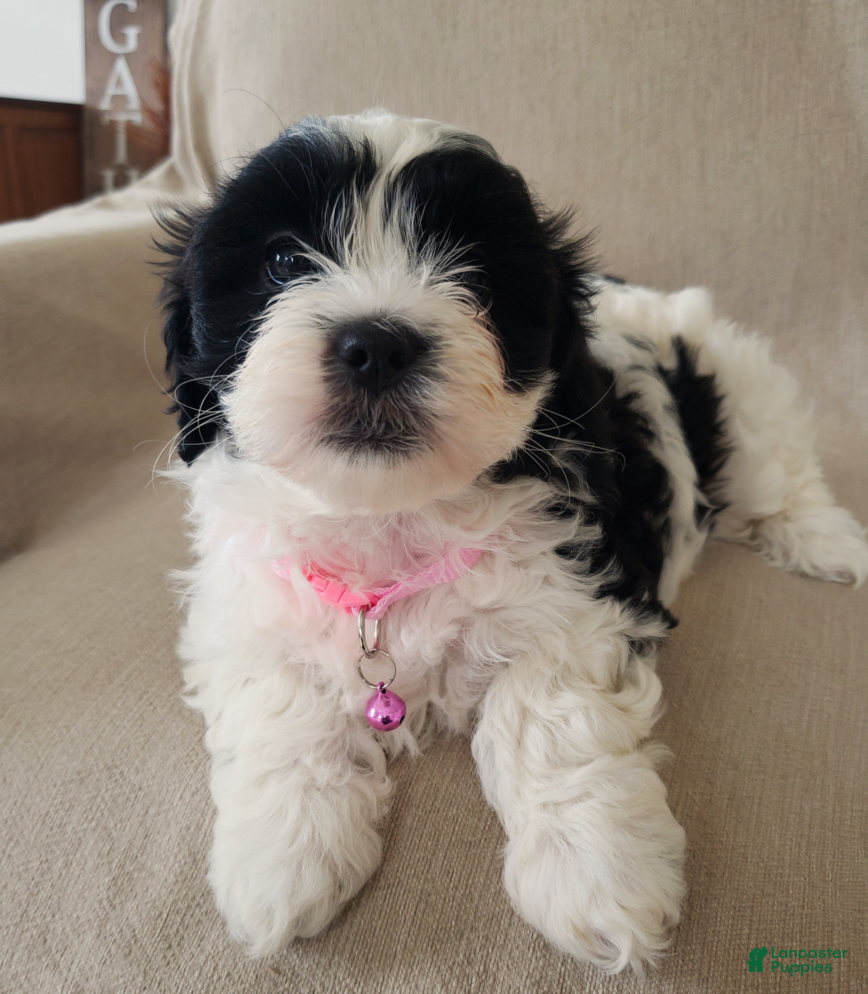Shihpoo dogs for sale: Daisy - Ad 2