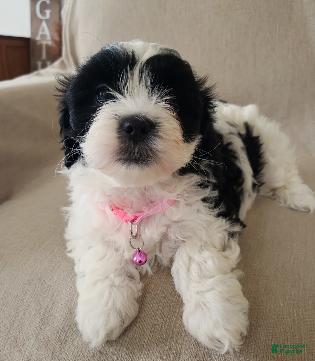 Shihpoo dogs for sale: Daisy - Ad 1