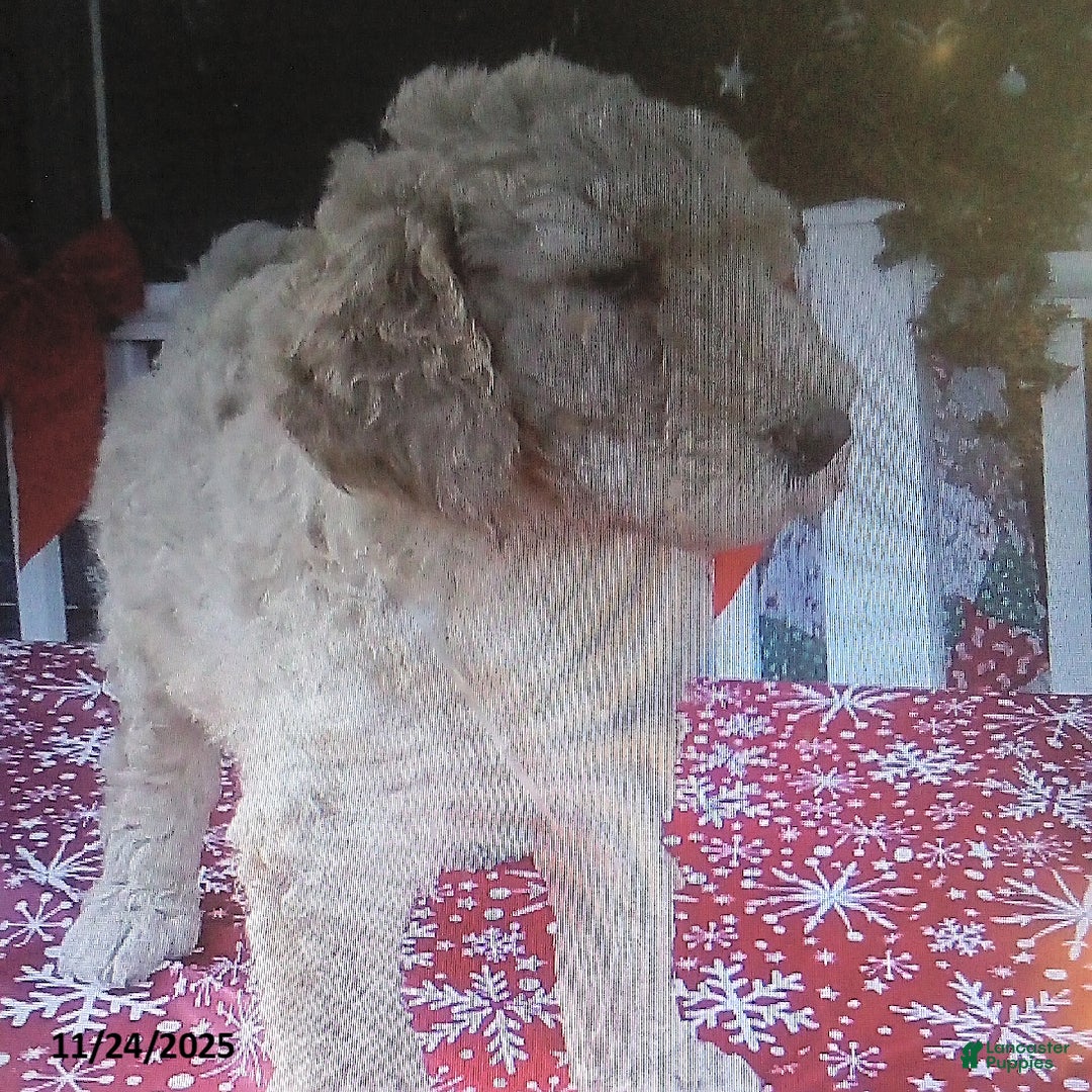 Goldendoodle dogs for sale: Roxy - Ad 5