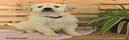 Golden Retriever dogs for sale: Kassidy - Ad 2