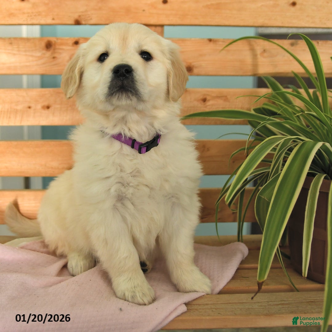 Golden Retriever dogs for sale: Kassidy - Ad 2