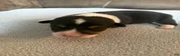 Mixed Breed dogs for sale: Doc - Ad 15
