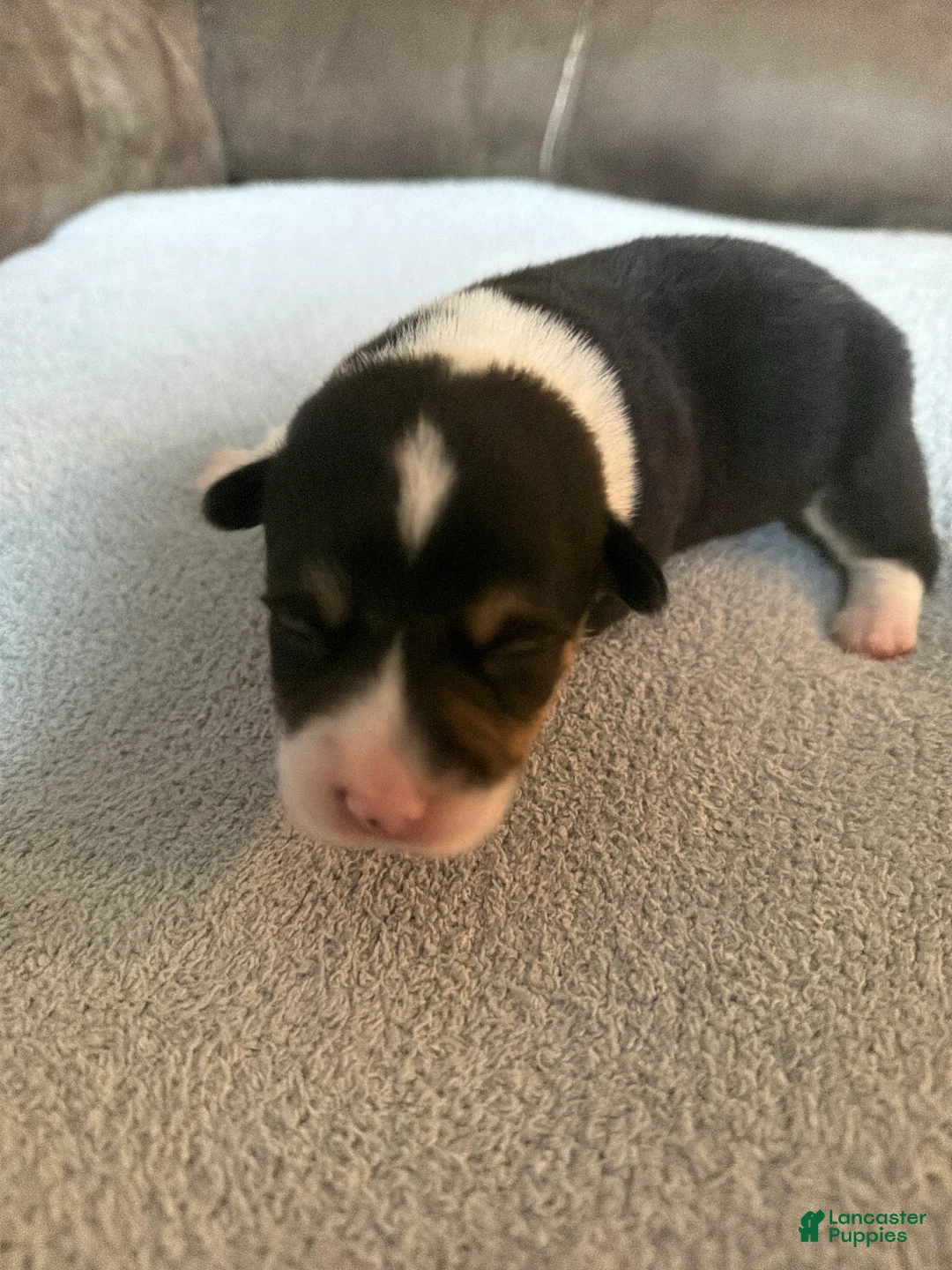 Mixed Breed dogs for sale: Doc - Ad 15