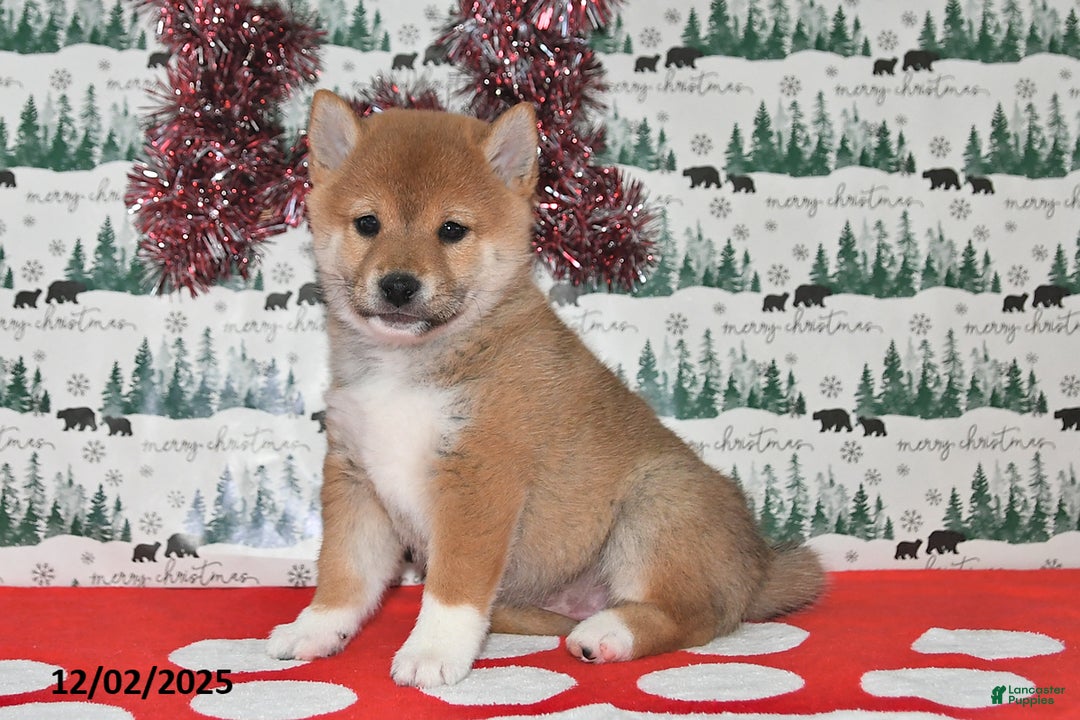 Shiba Inu dogs for sale: Marla - Ad 4