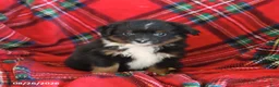 Toy Australian Shepherd dogs for sale: Jimmy - Ad 5