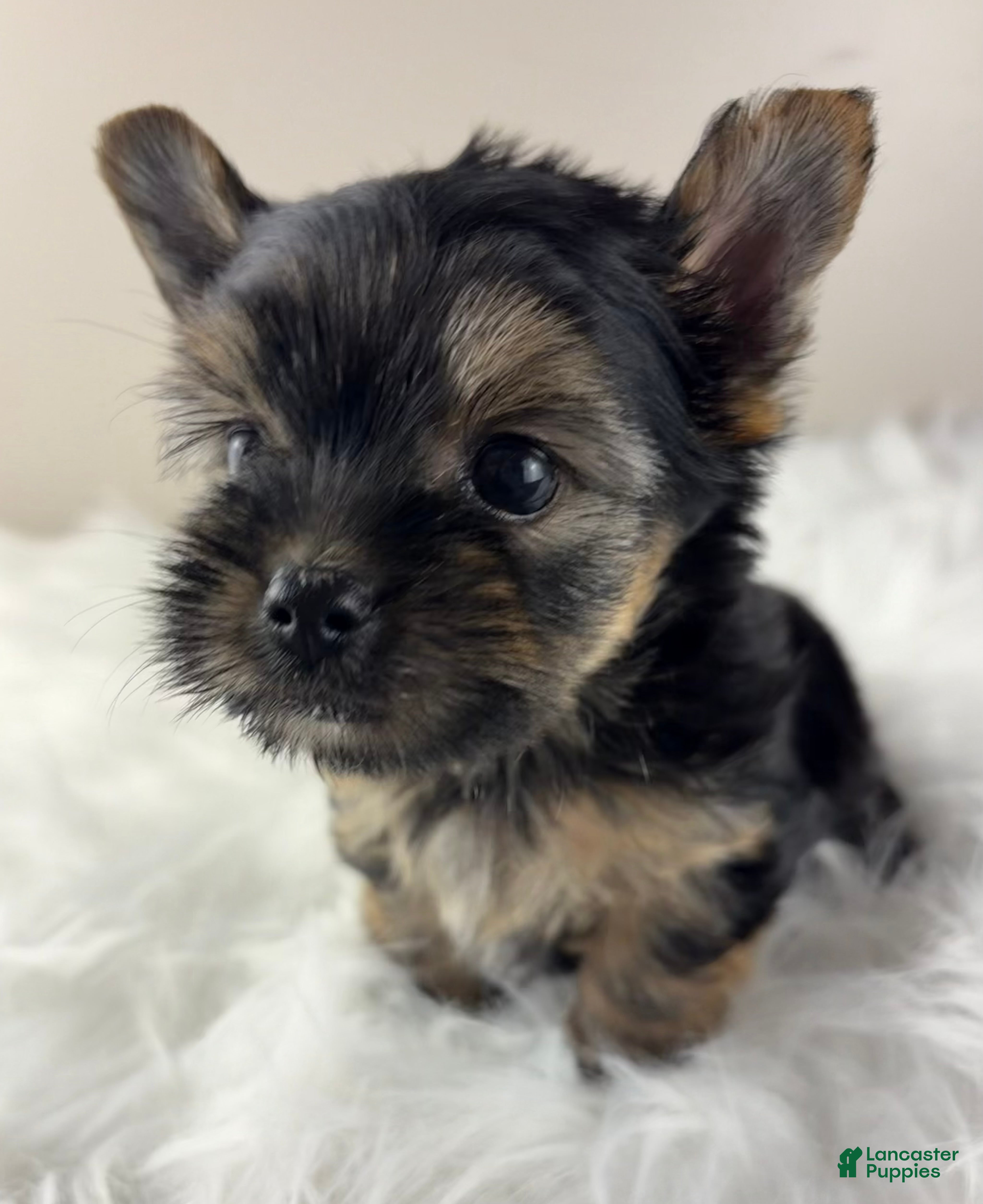 Yorkshire Terrier dogs Axel - Ad 2