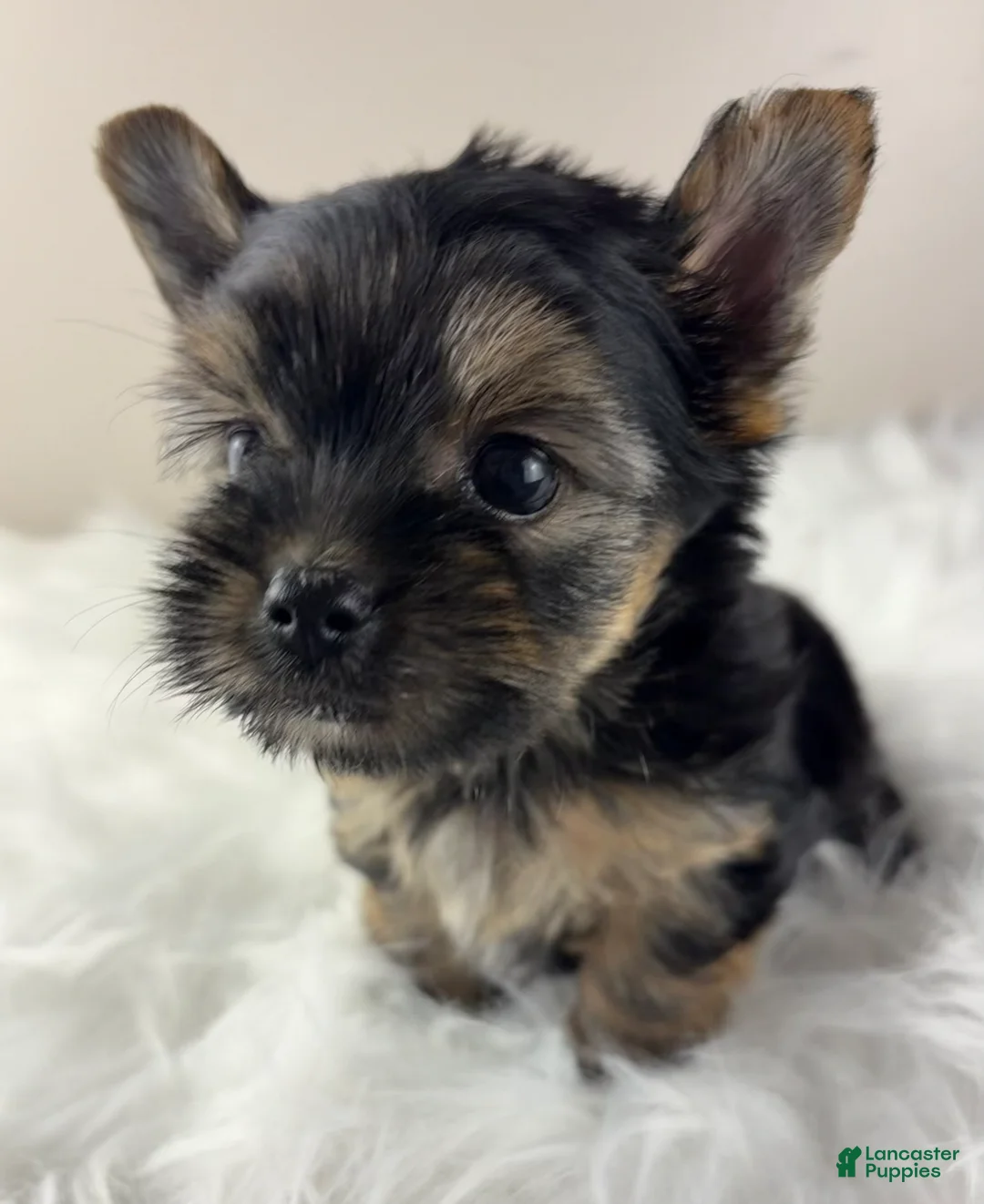 Yorkshire Terrier dogs for sale: Axel - Ad 2