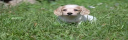Miniature Dachshund dogs for sale: Vallory - Ad 11