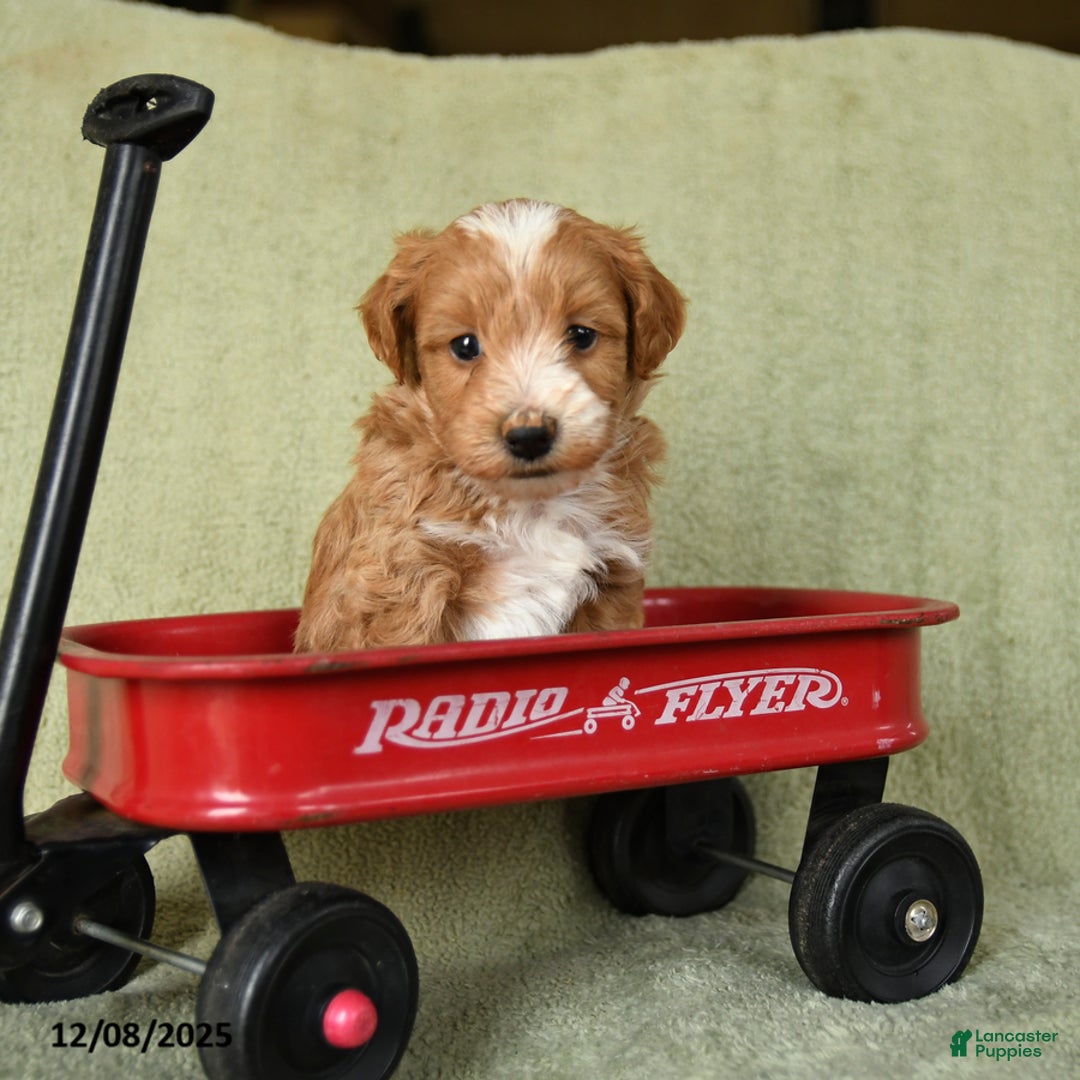 Havapoo dogs for sale: Liam - Ad 4