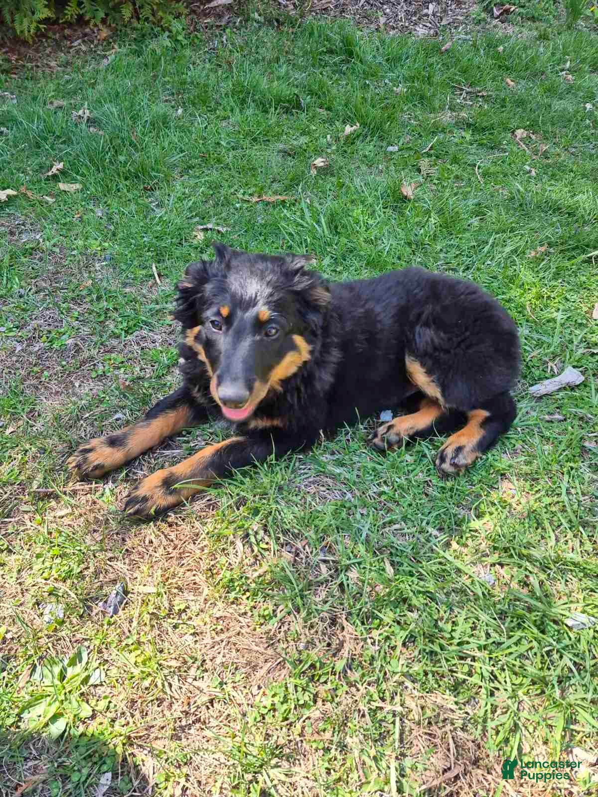 English Shepherd dogs English Shepherd Cooper - Ad 1