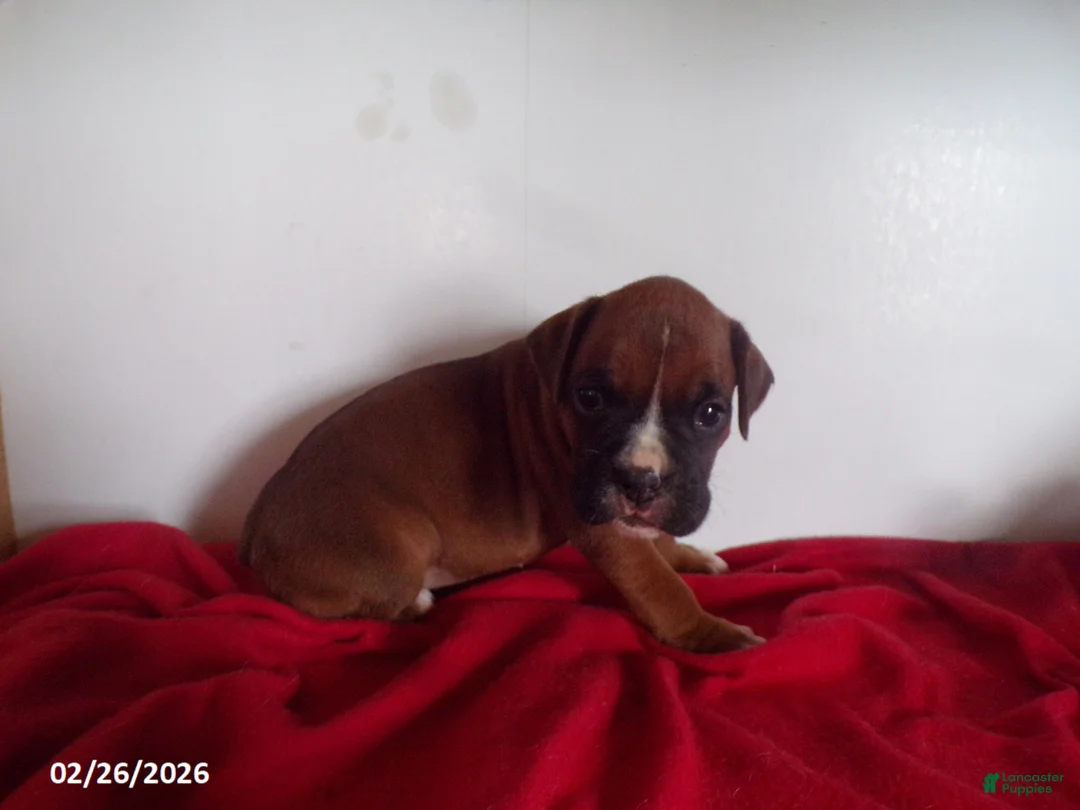 Boxer dogs for sale: Cooper - Ad 2