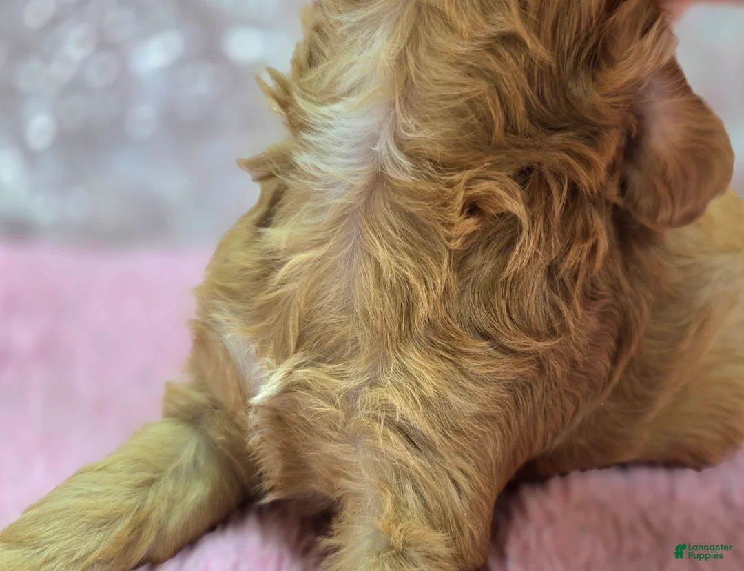 Cavapoo dogs for sale: Everest - Ad 6