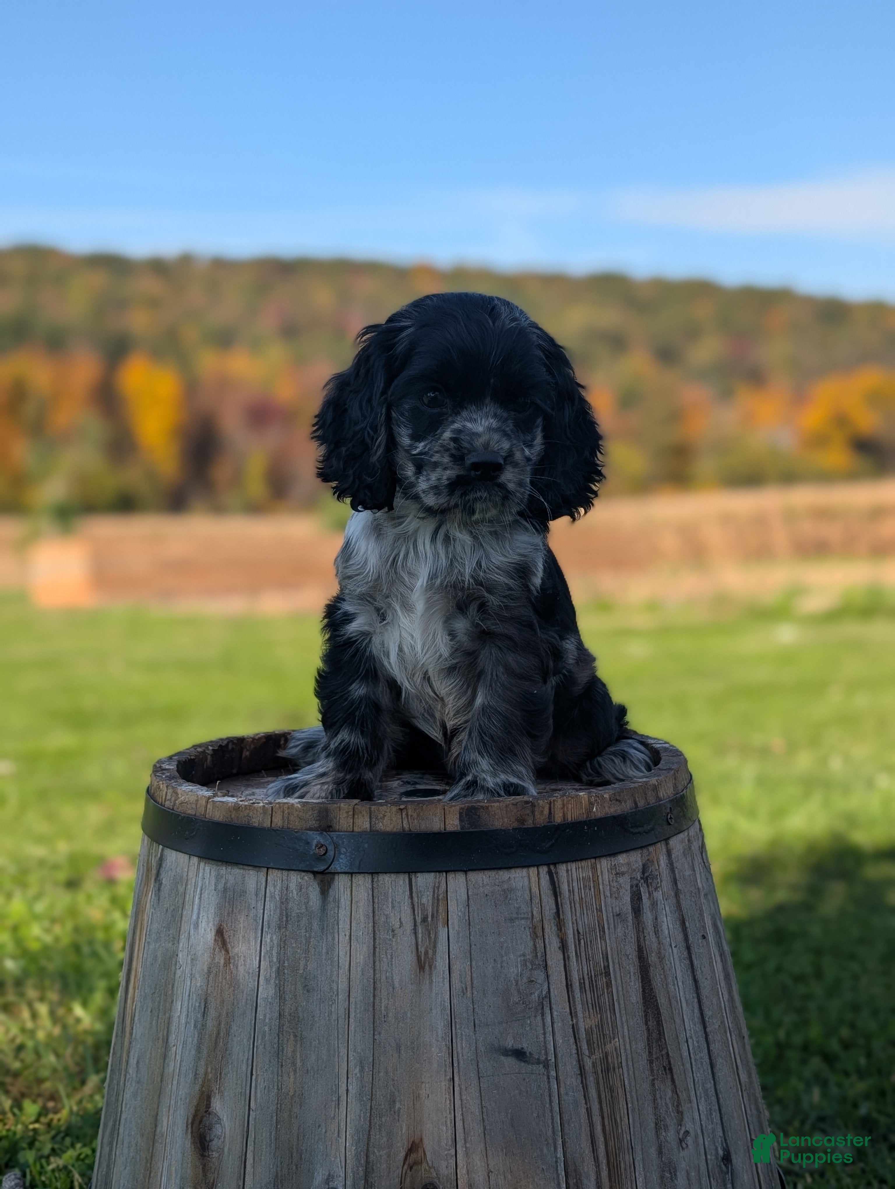 Cocker Spaniel dogs for sale: Cody - Ad 2
