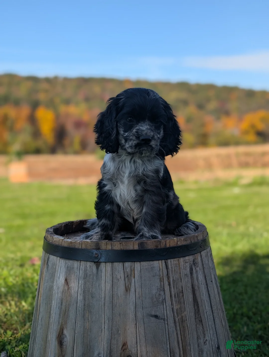 Cocker Spaniel dogs for sale: Cody - Ad 1