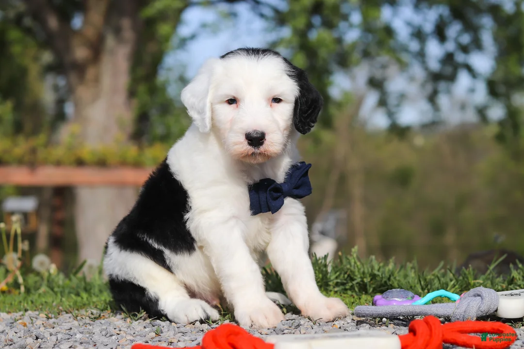 Sheepadoodle dogs for sale: Bentley - Ad 2