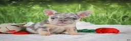French Bulldog dogs for sale: Luna - Ad 5