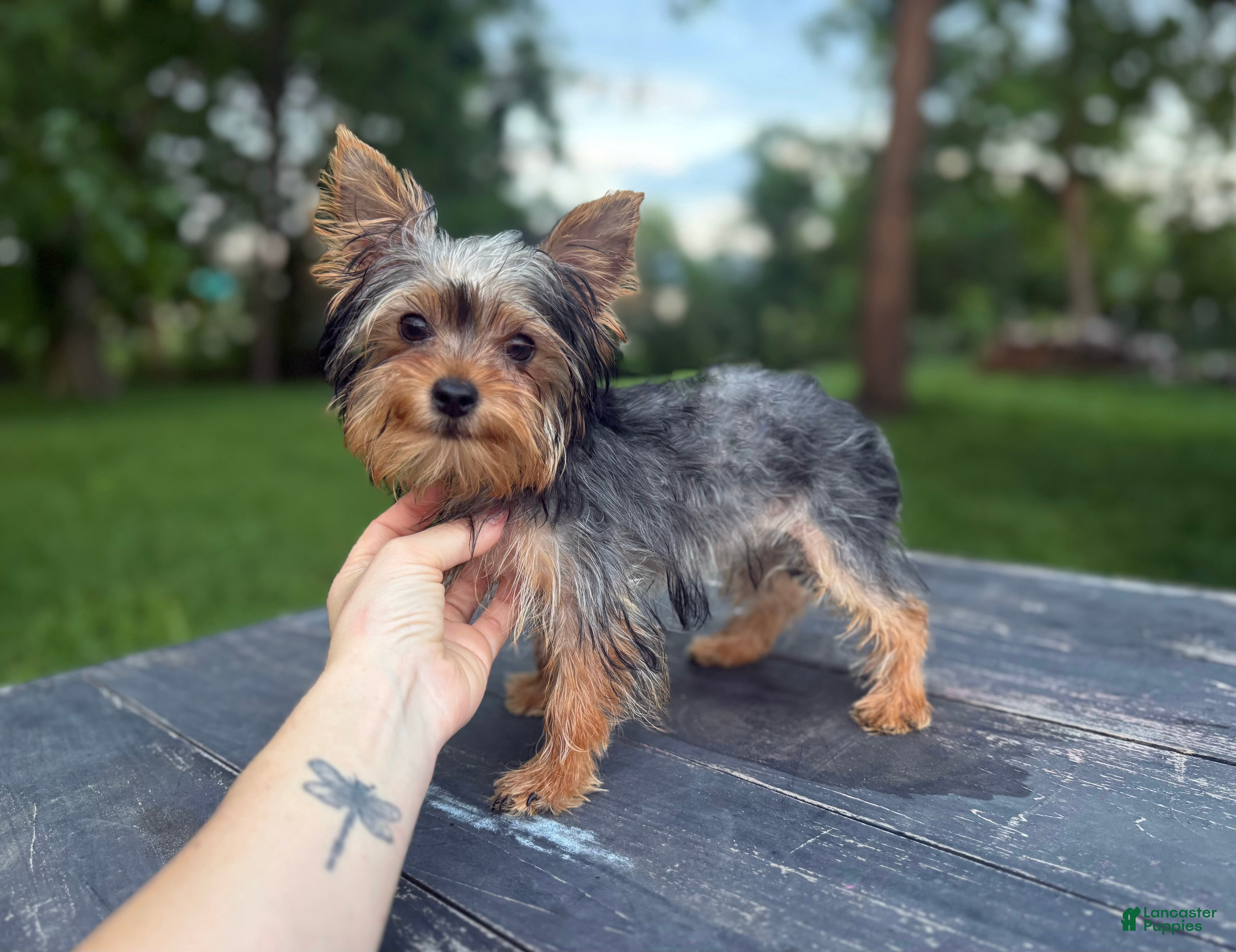 Yorkshire Terrier dogs Winnie - Ad 1