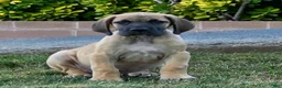 Great Dane dogs for sale: Great Dane 1 - Ad 8