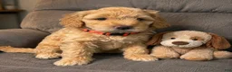 Aussiedoodle dogs for sale: Orange Collar - Ad 3
